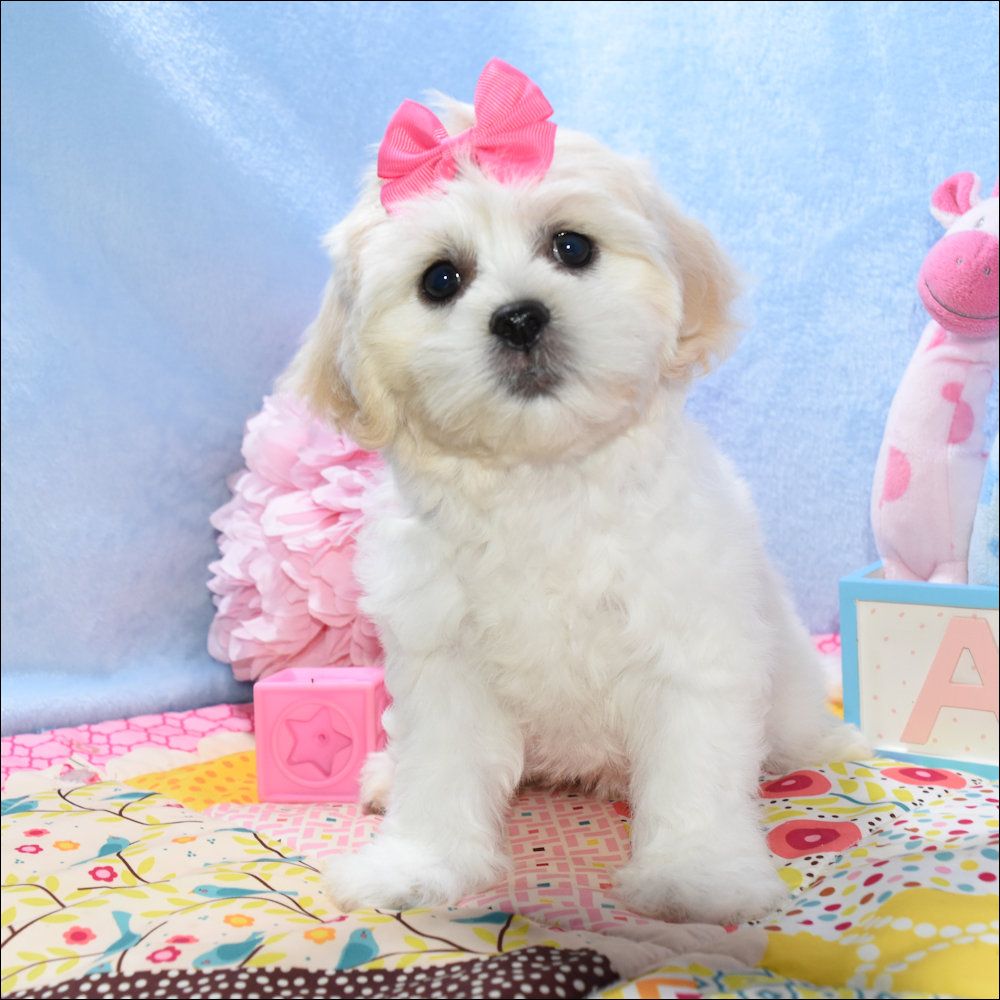 Rosie
