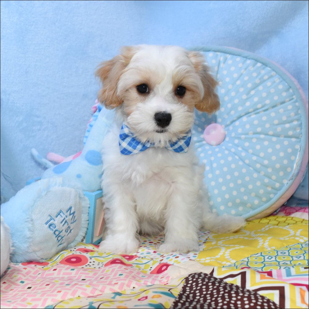 Bentley