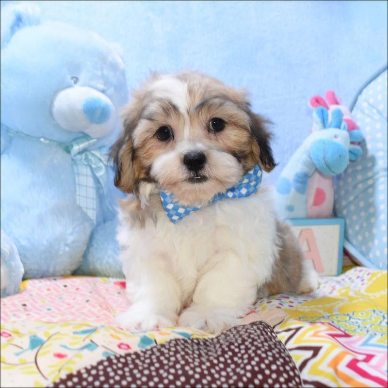 Alfie