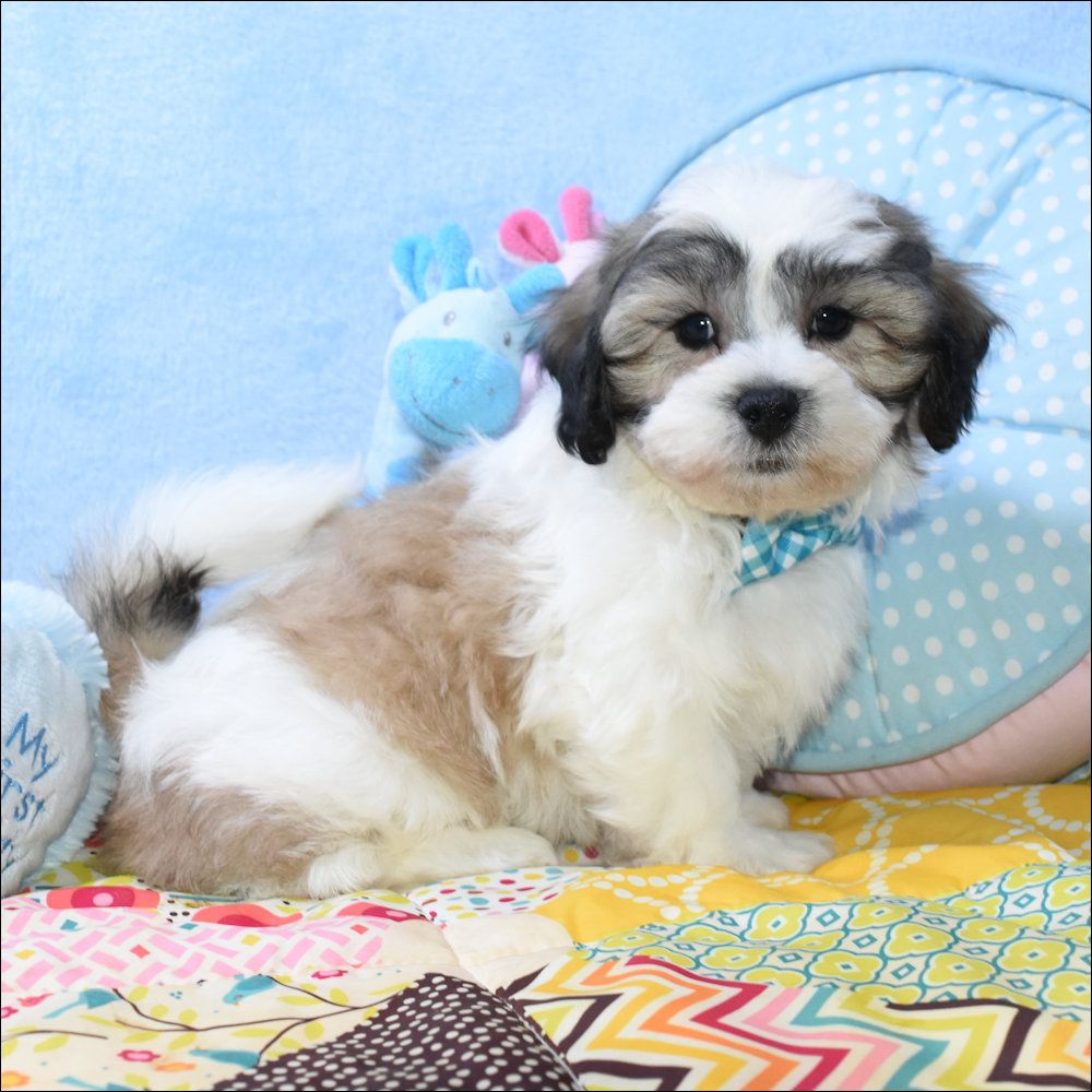 Teddy