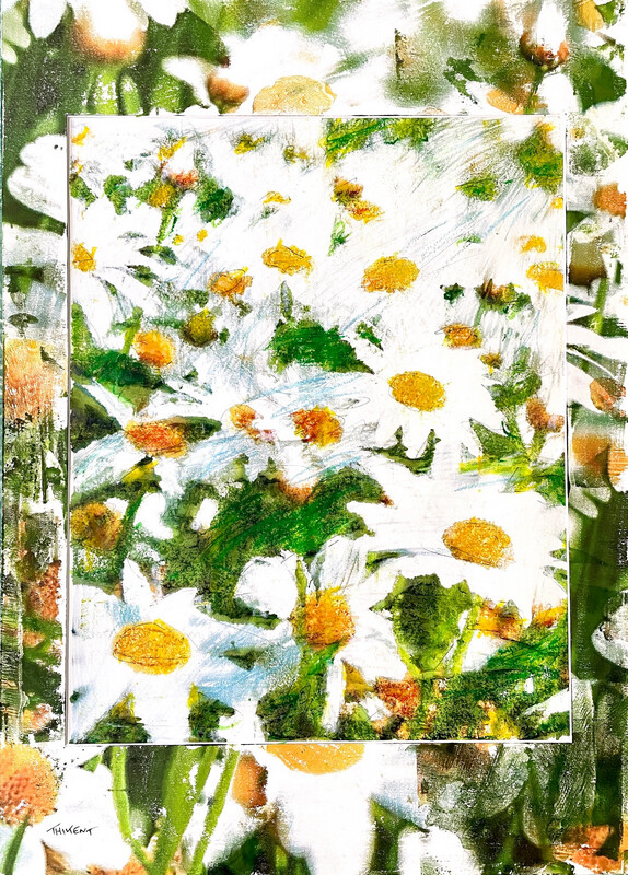 Champs marguerites