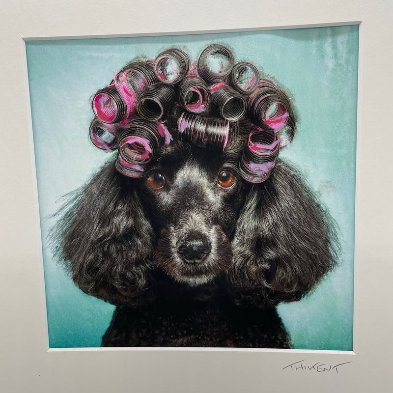 Chien aux bigoudis