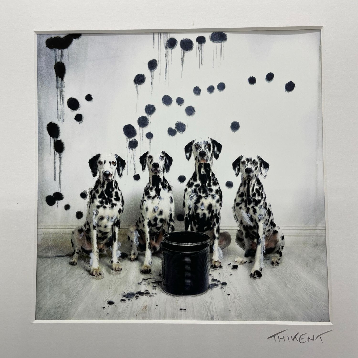 Dalmatiens taches au mur