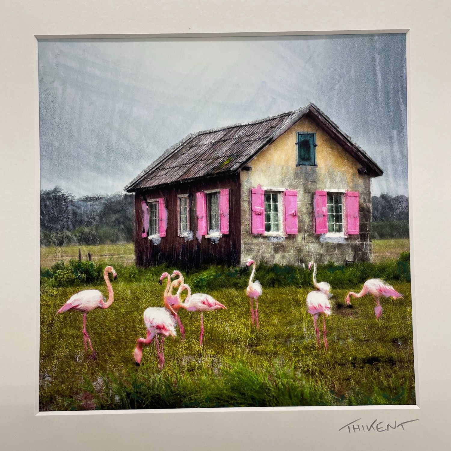 Flamands roses