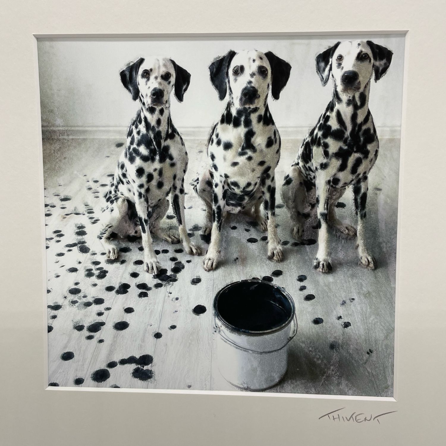 Dalmatiens taches au sol