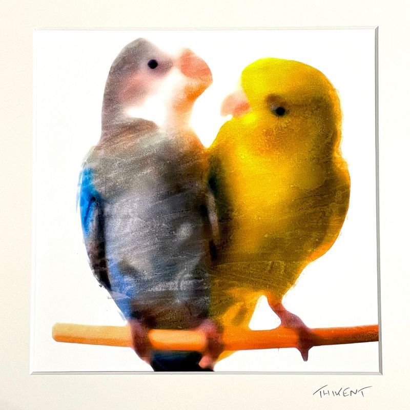 Collection "Birds in love"