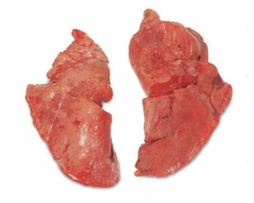 RAW Pork Lung