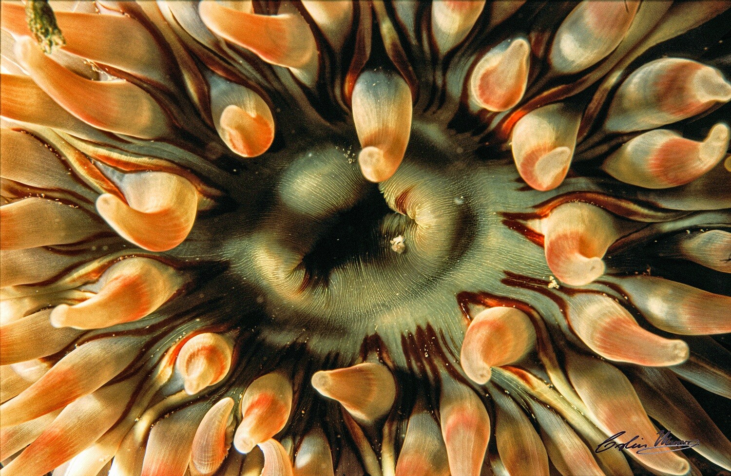 Dahlia anemone 10x15 acrylic