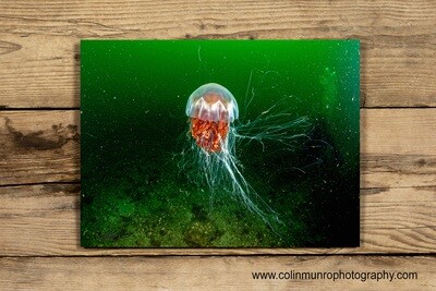Lion's mane jellyfish 10x15 acrylic