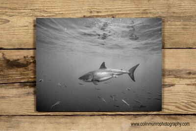 Great White Shark 10x15 acrylic