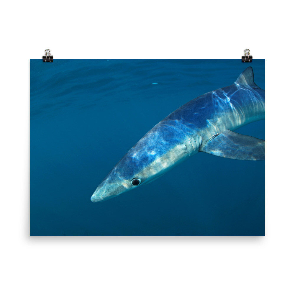 Blue Shark Poster