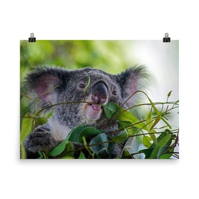 Cute Koala Poster