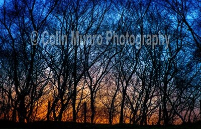Sunset through birch. 16 x 24 Canvas wrap