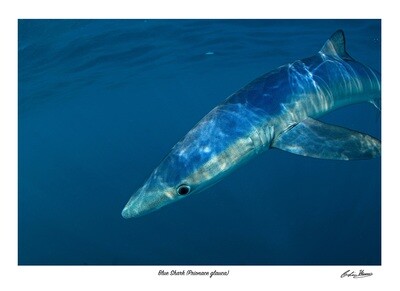 Blue shark signed print