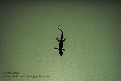 Gecko on frosted glass 16 x 24 giclee print