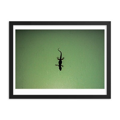 Framed poster Gecko on frosted glass window