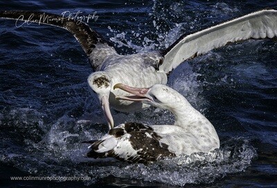 Wandering albatross fight