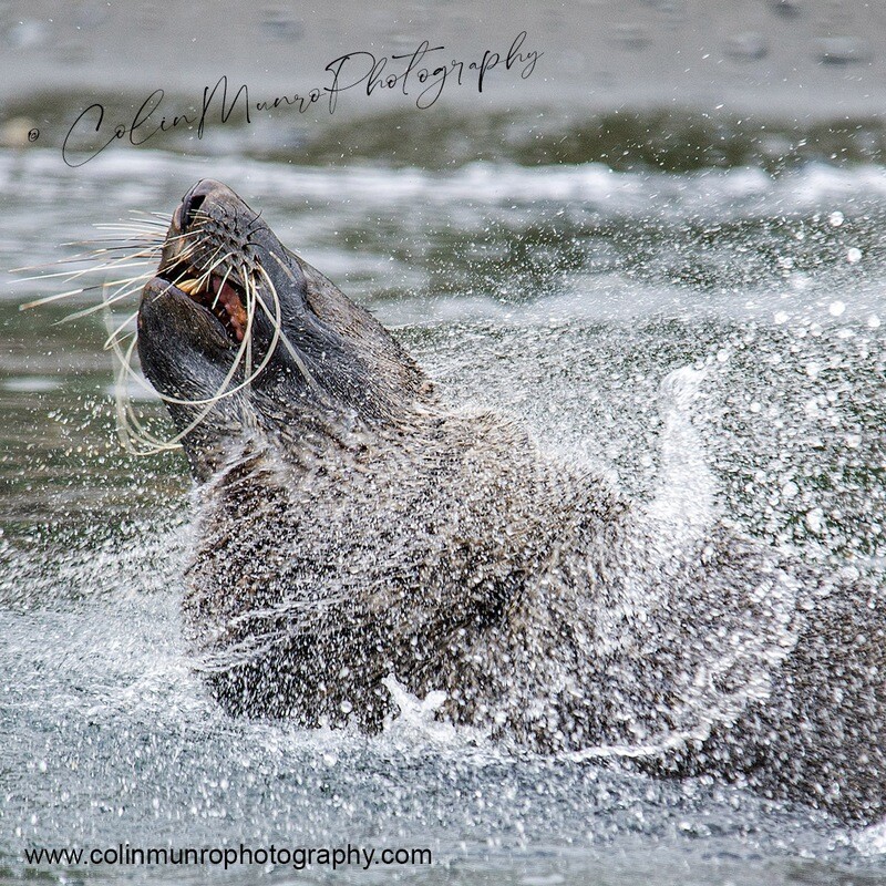 Antarctic fur seal bull shaking off water Limited Edition 96x58cm Antarctic fur seal bull shaking off water Limited Edition 96x58cm