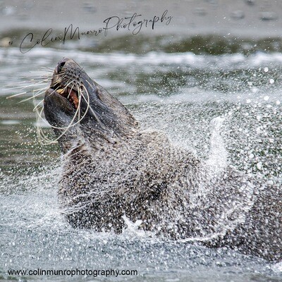 Antarctic fur seal bull shaking off water Limited Edition 96x58cm