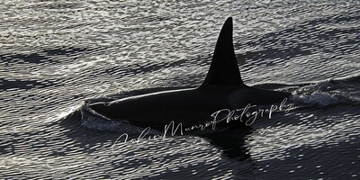 Orca at sunset 60x30 inch Canvas Wrap Print