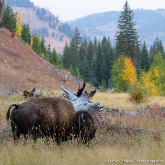 Autumn Bison