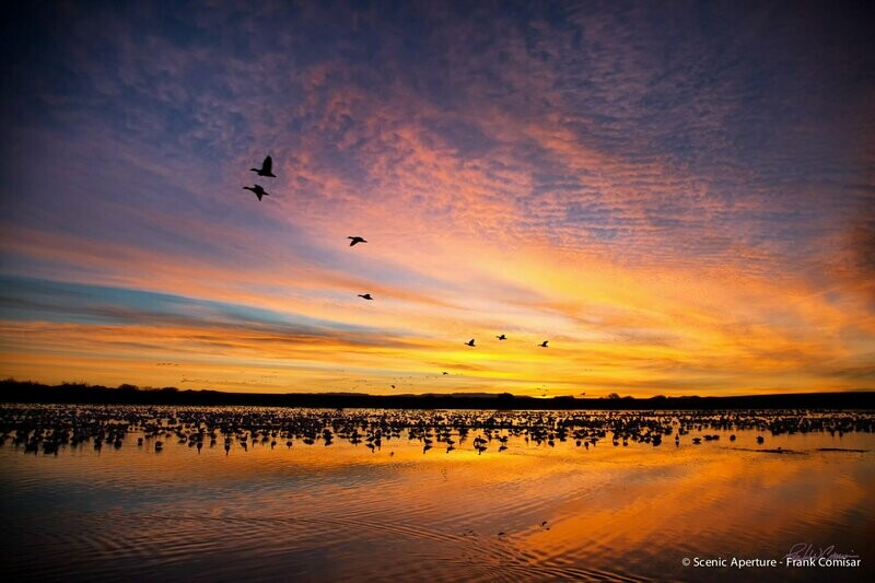 Bosque Sunrise