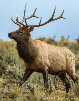 Bull Elk I
