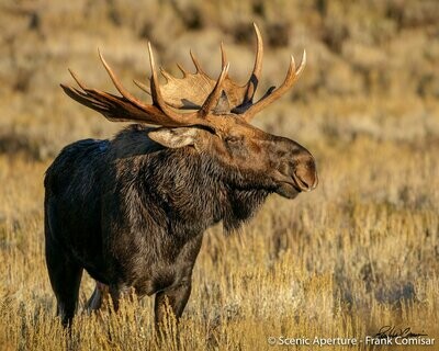 Bulk Moose I
