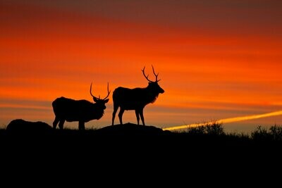 Elk Sunrise I