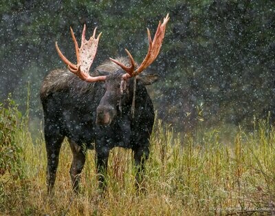 Snowy Moose