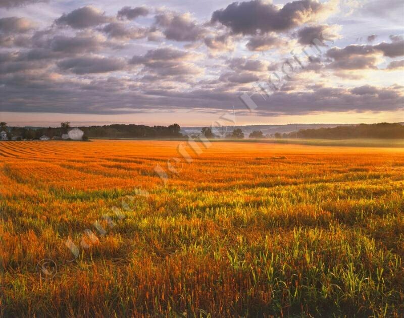 Amber Waves of Grain