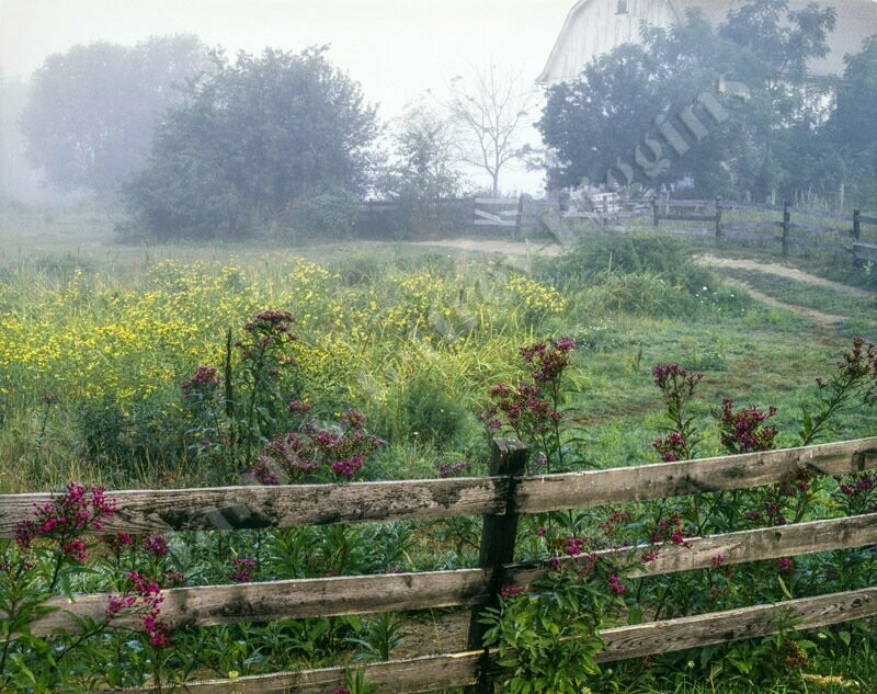 Fence Post And Flowers