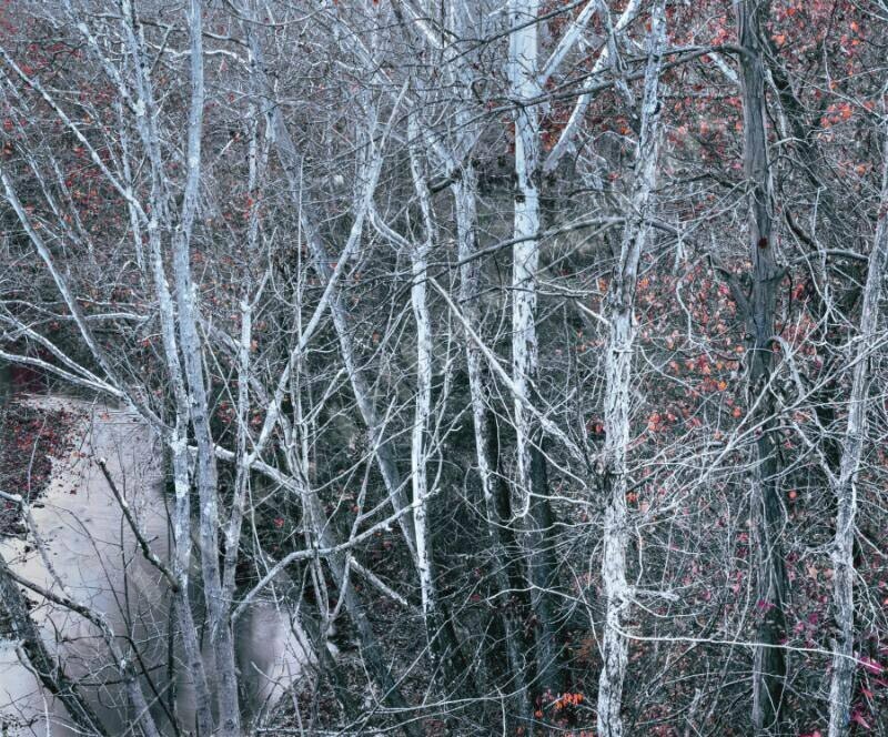 Unedited Blue Trees