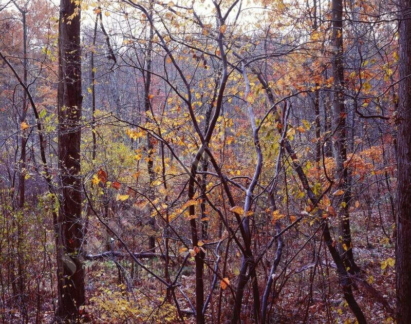 Autumn in Mill Creek Park