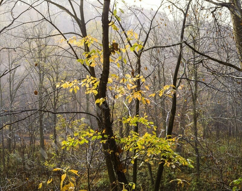 Beaver Creek