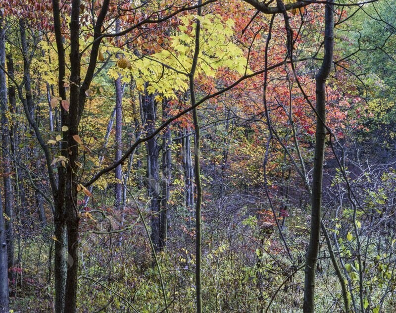 Into The Woods