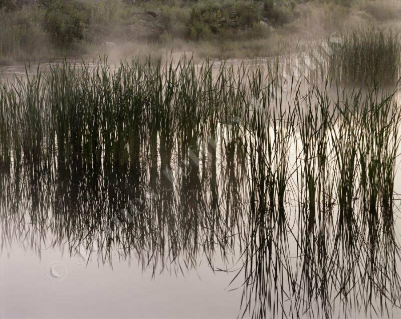 Grasses In A pond