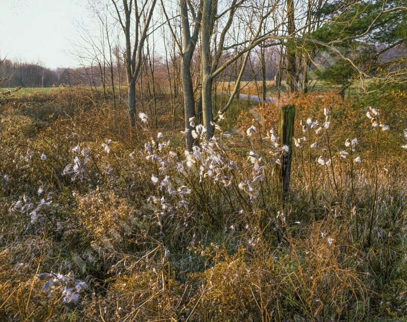 Milkweed