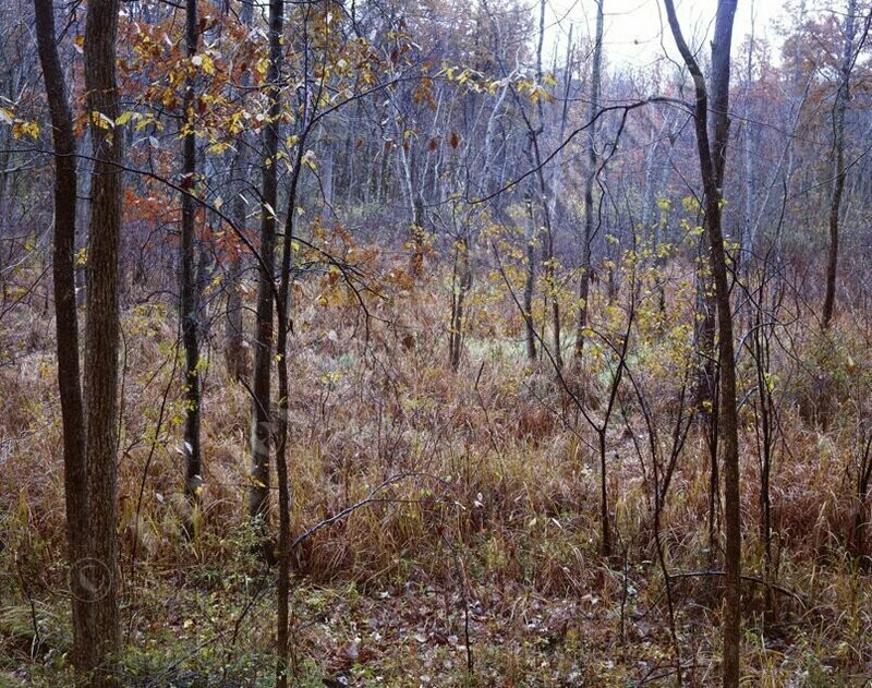 Fall Meadow