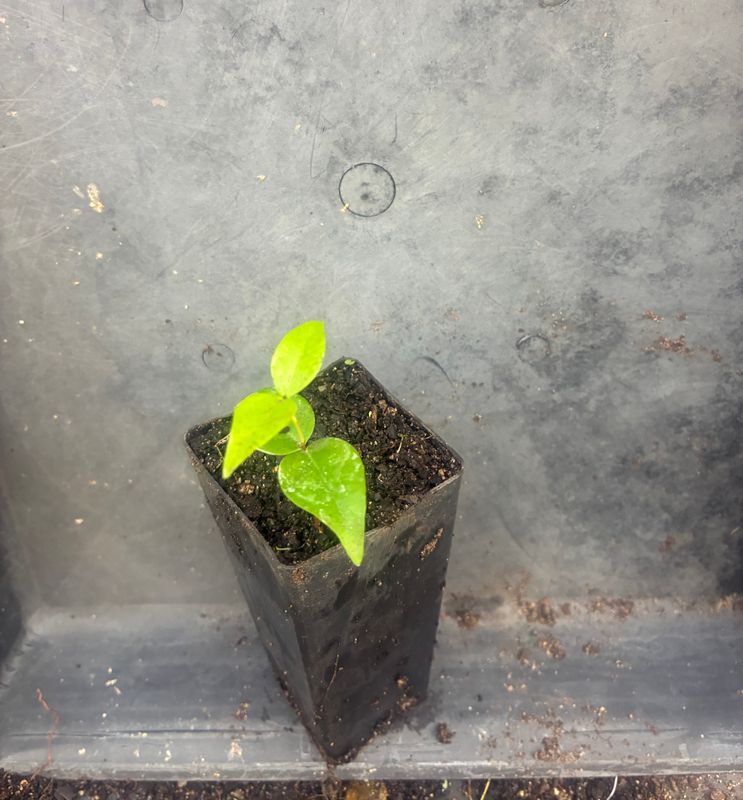 Brazilian Cherry Seedlings