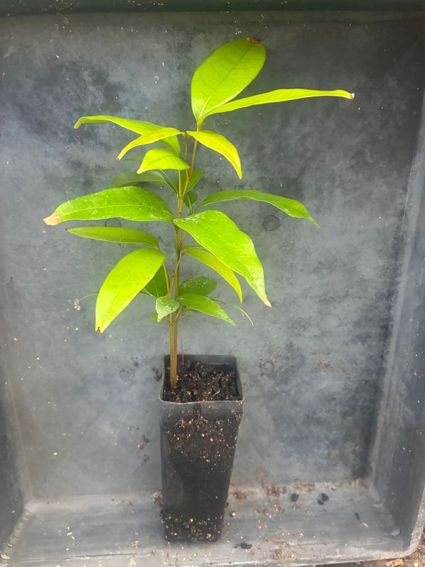 Kwai Mai Pink Lychee Seedlings