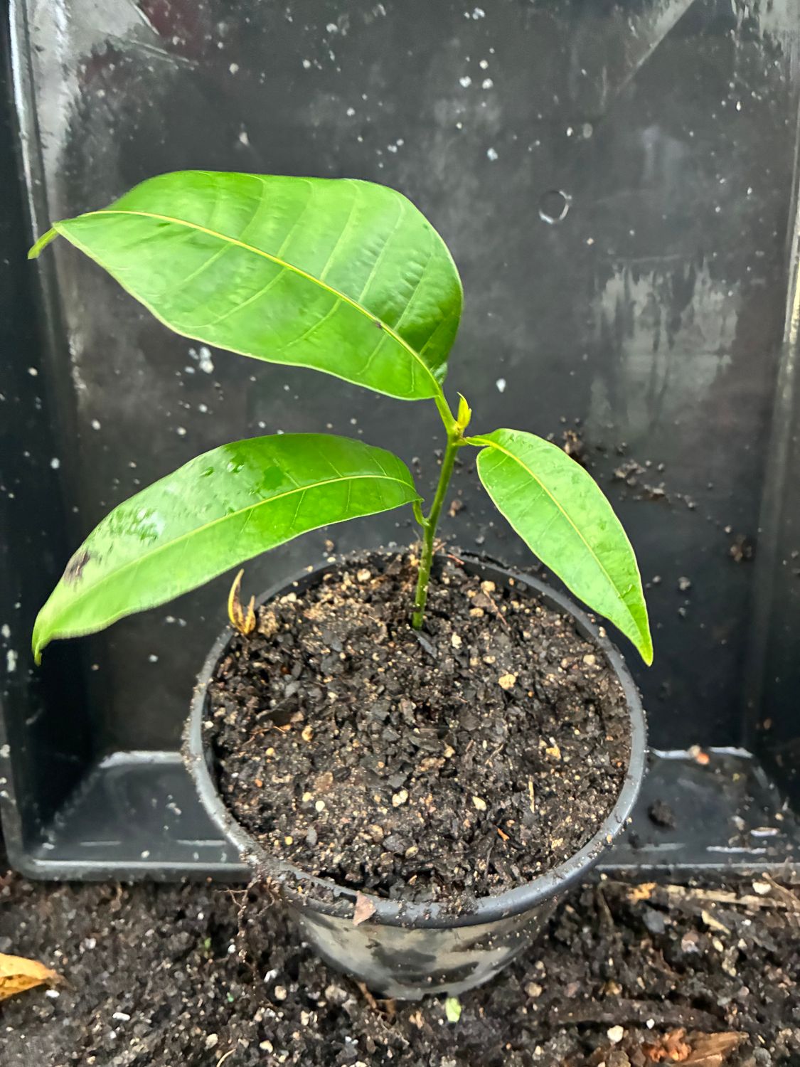 Bowen Mango Seedlings