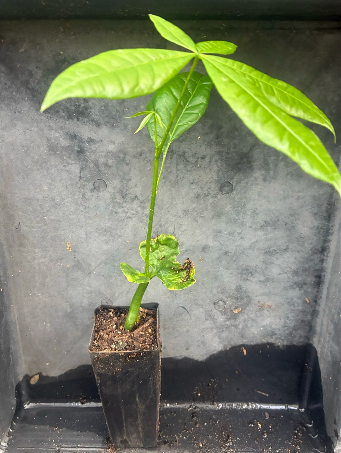 Malabar Chestnut (Money Tree) Seedling