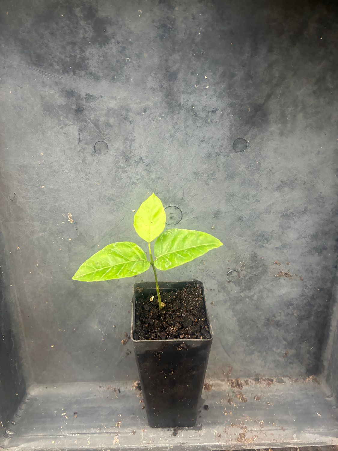 Wampi (Clausena lansium) fruit Tree Seedlings