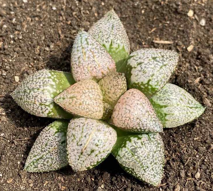 Haworthia Picta