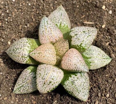 Haworthia Picta