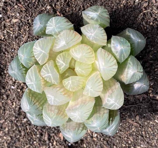 Haworthia Cooperi Light