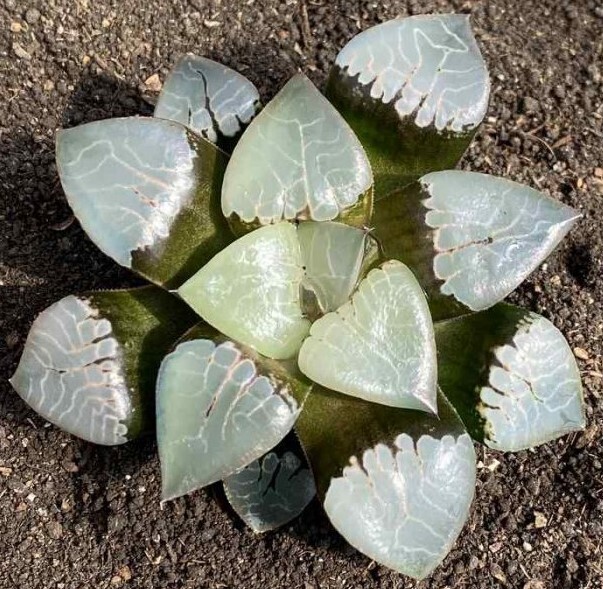 Haworthia retusa
