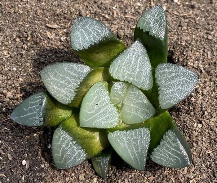 Haworthia
