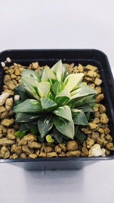 Haworthia Variegated